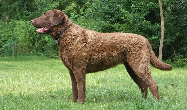 Chesapeake Bay Retriever.jpg